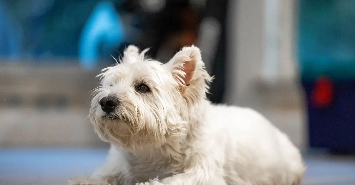 Top Features of an Ideal Pet Zone for Happy Pets