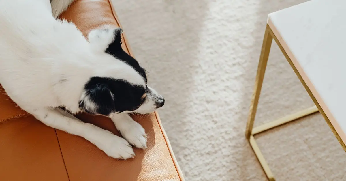 10 Essential Tips for Creating the Perfect Pet-Friendly Home