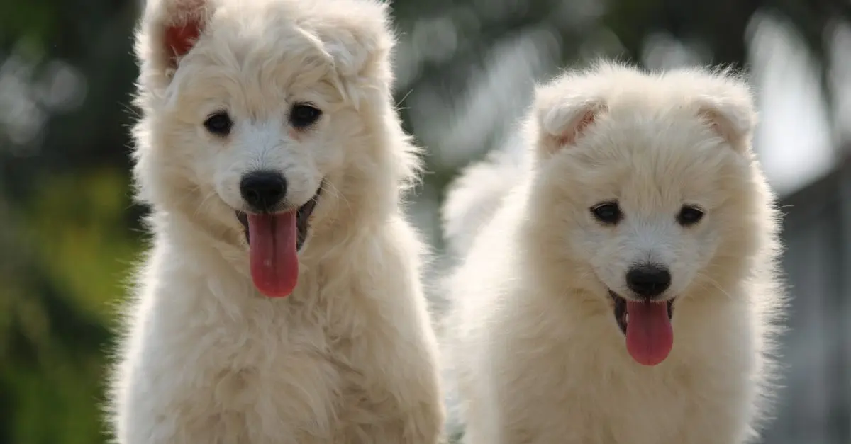 Pet Tech Innovations to Watch in 2026