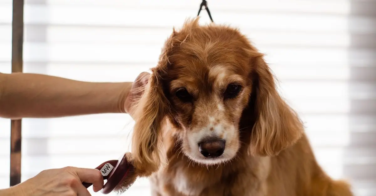 Essential Tips for Maintaining a Clean Pet Zone
