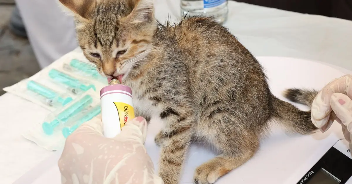 The Benefits of Spaying and Neutering Your Pet