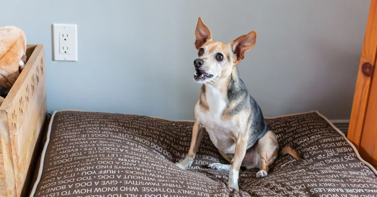 Essential Tips for Designing the Perfect Pet Zone