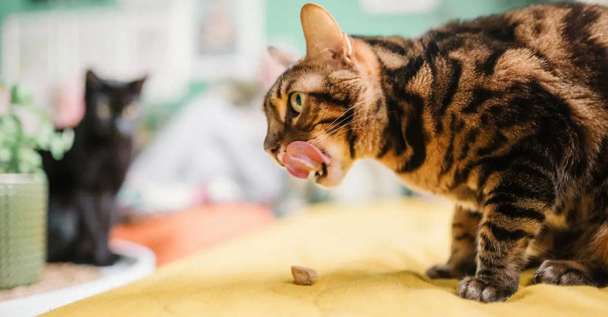 How to Train Your Cat: Tips and Techniques