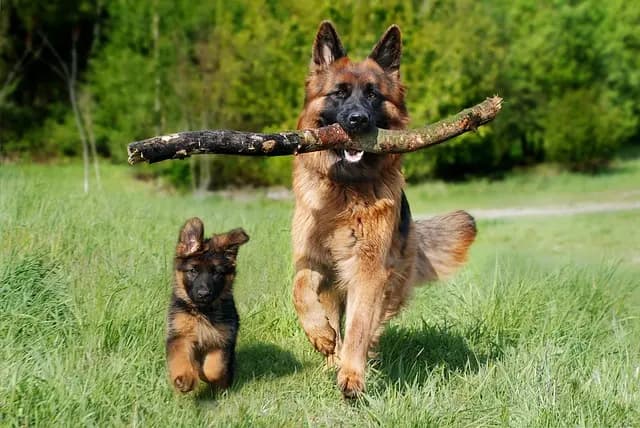 7 Essential Features of the Best Pet Zone for Happy Pets