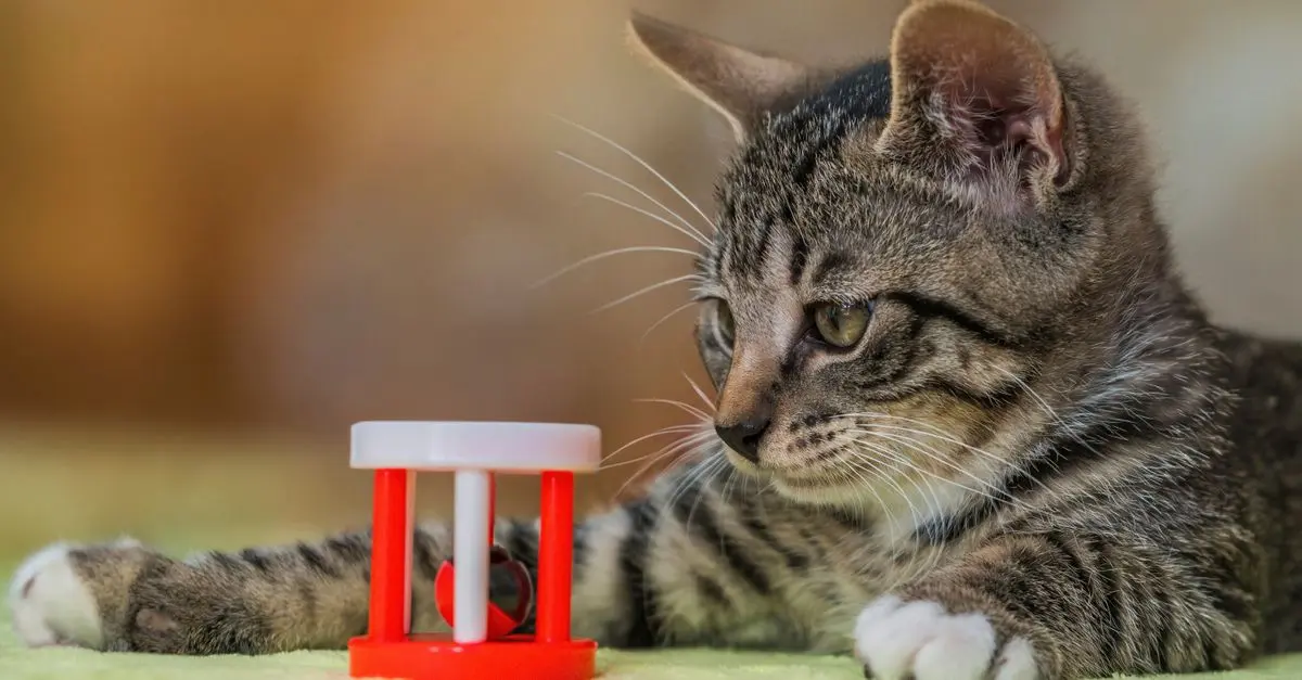 Top 10 Must-Have Products for Cat Owners