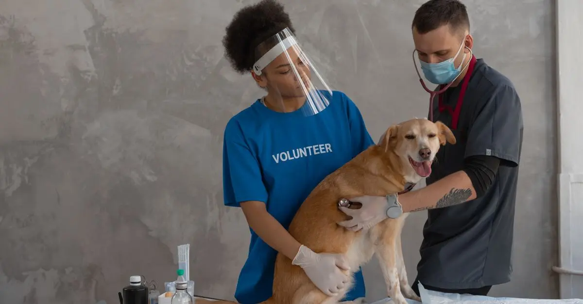 Essential Vaccinations for Dogs and Cats
