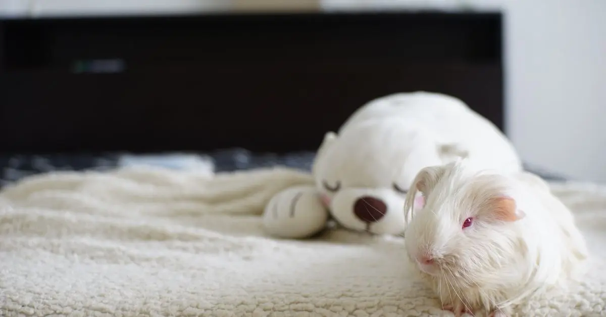 Essential Tips for Designing the Best Pet Zone in Your Home