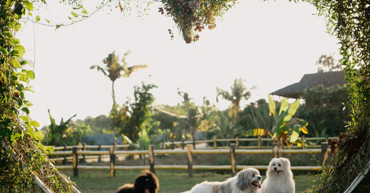 How to Create the Perfect Pet Zone for Your Cats and Dogs