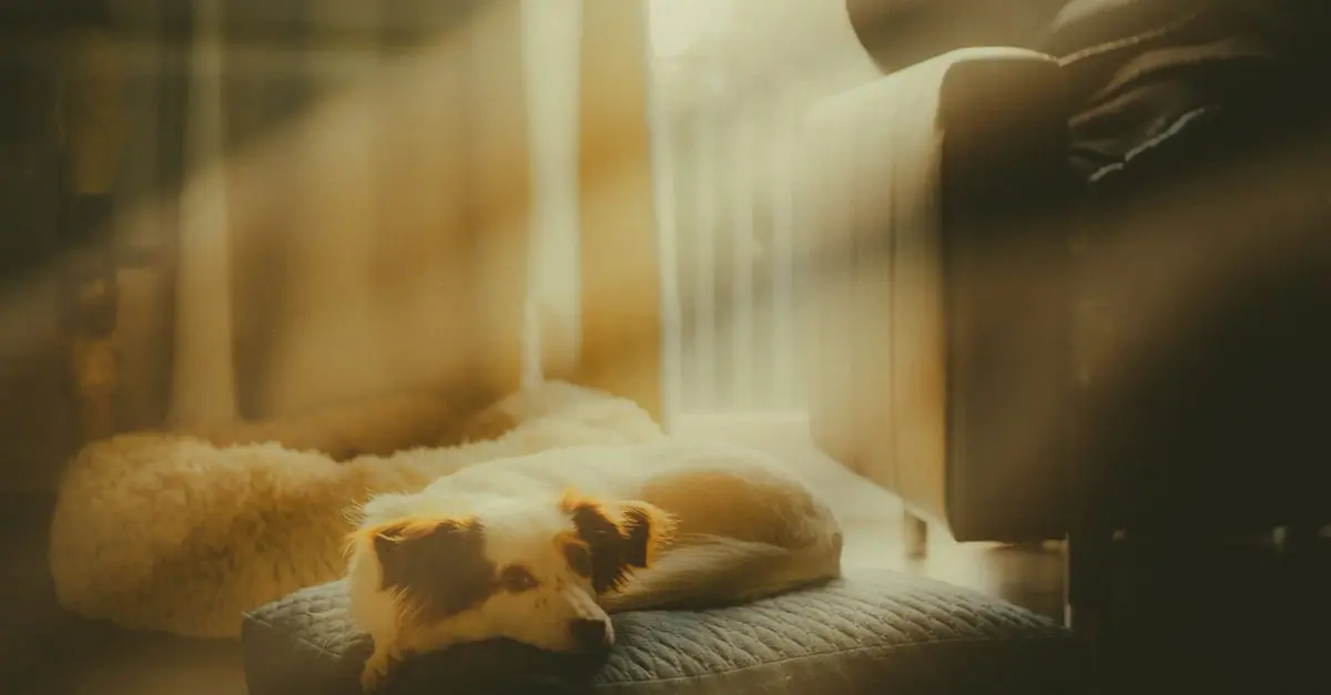 How to Create a Themed Pet Zone for Your Home