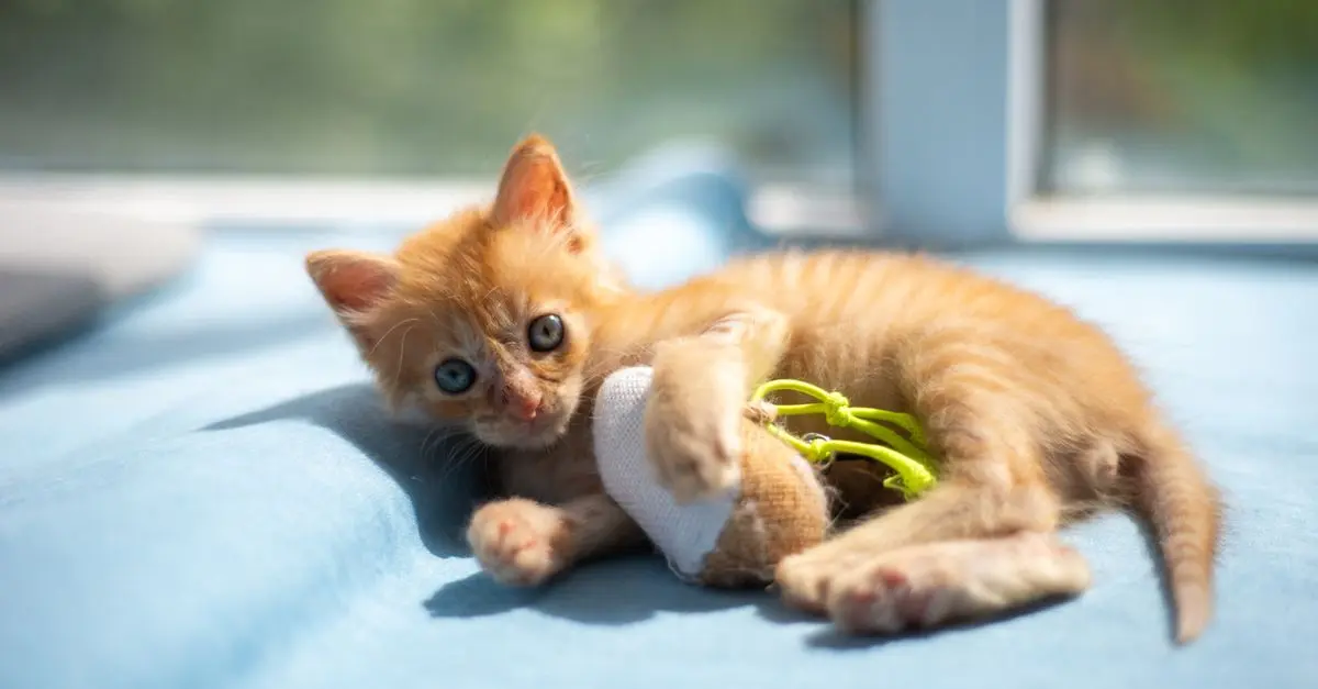 The Benefits of Creating a Customized Pet Zone