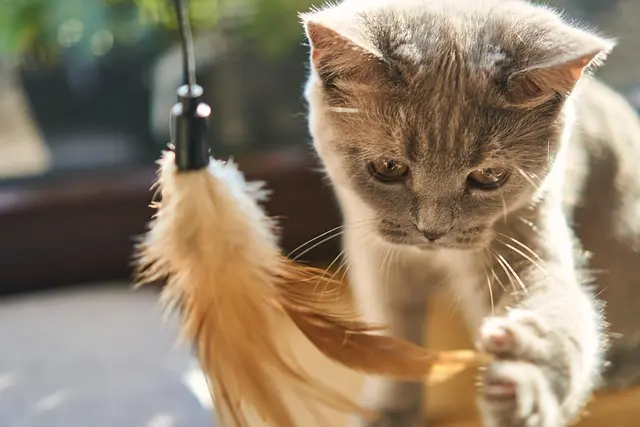 10 Must-Have Features for a Safe Pet Zone at Home