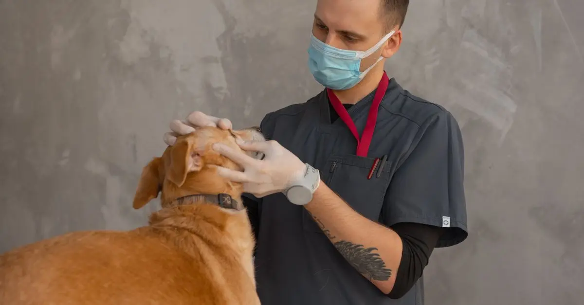 The Importance of Regular Vet Visits