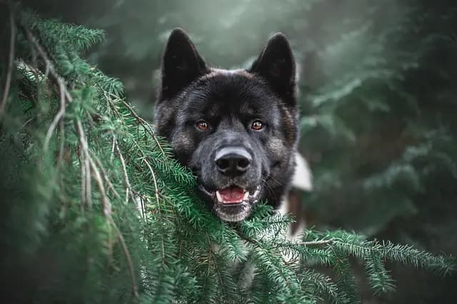 Top 5 Trends in Pet Zones for 2026