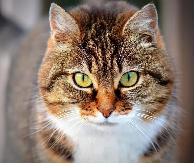 Top Strategies for Managing Multi-Pet Households