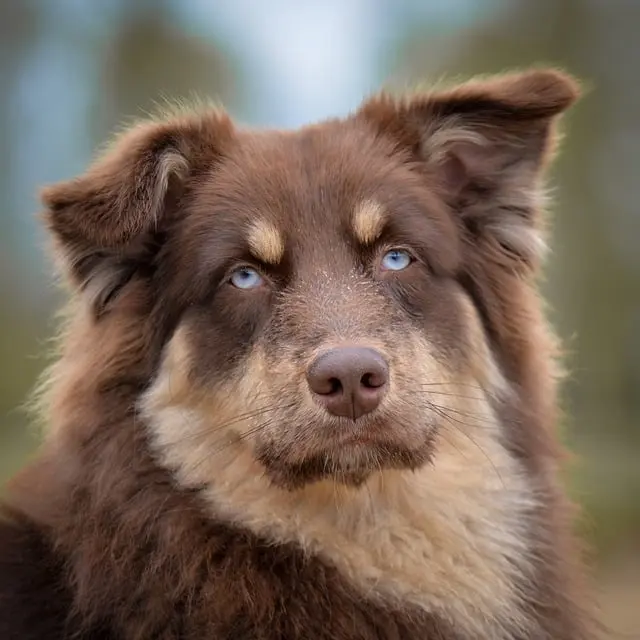 Top Reasons to Consider Adopting a Senior Pet
