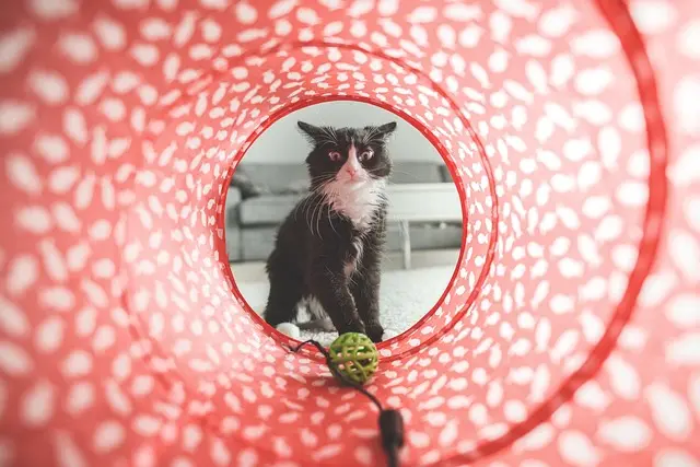 How to Create a Pet Zone for Happy and Healthy Pets