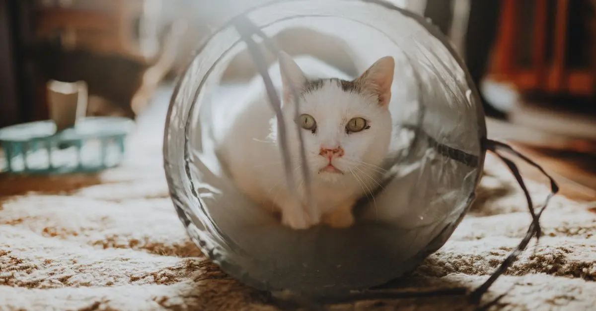 Top 5 Must-Have Features for an Engaging Pet Zone