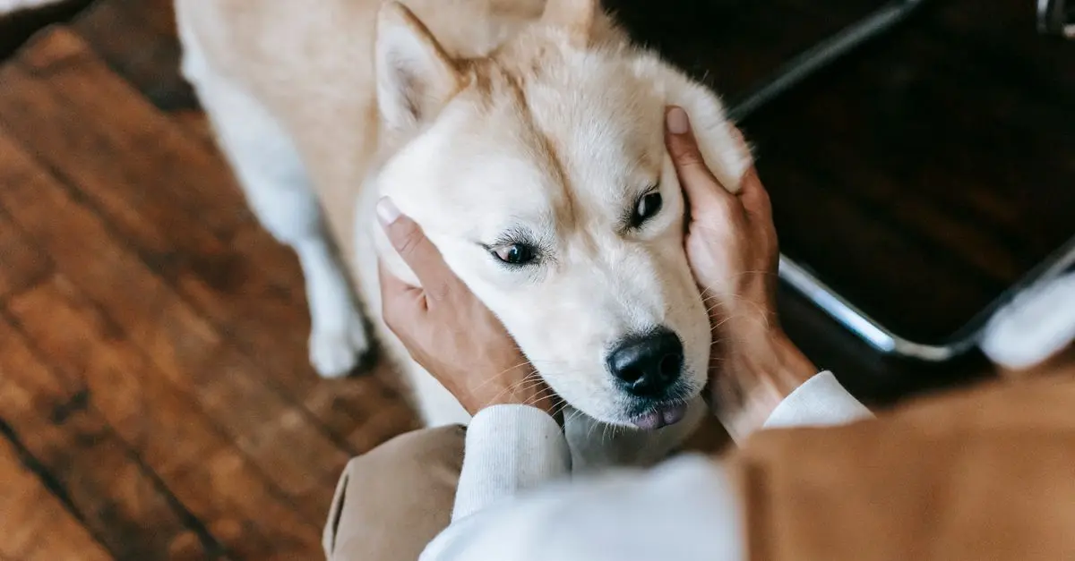 Innovative Pet Zone Ideas for Every Pet Owner