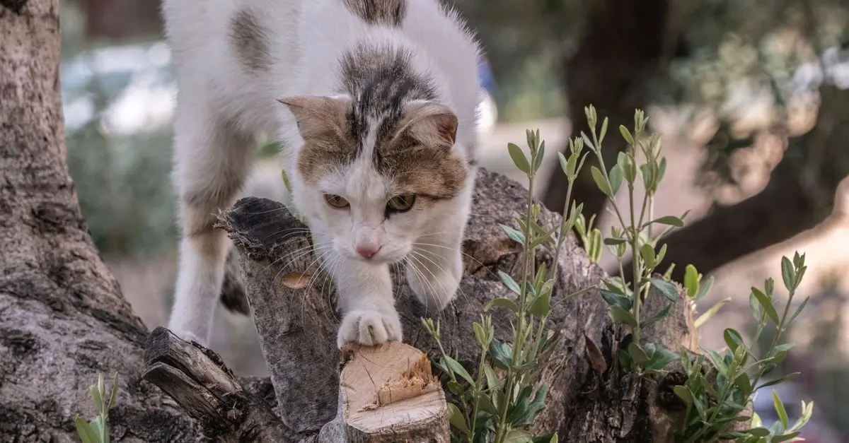 The Best Outdoor Pet Zone Ideas for Your Dogs and Cats