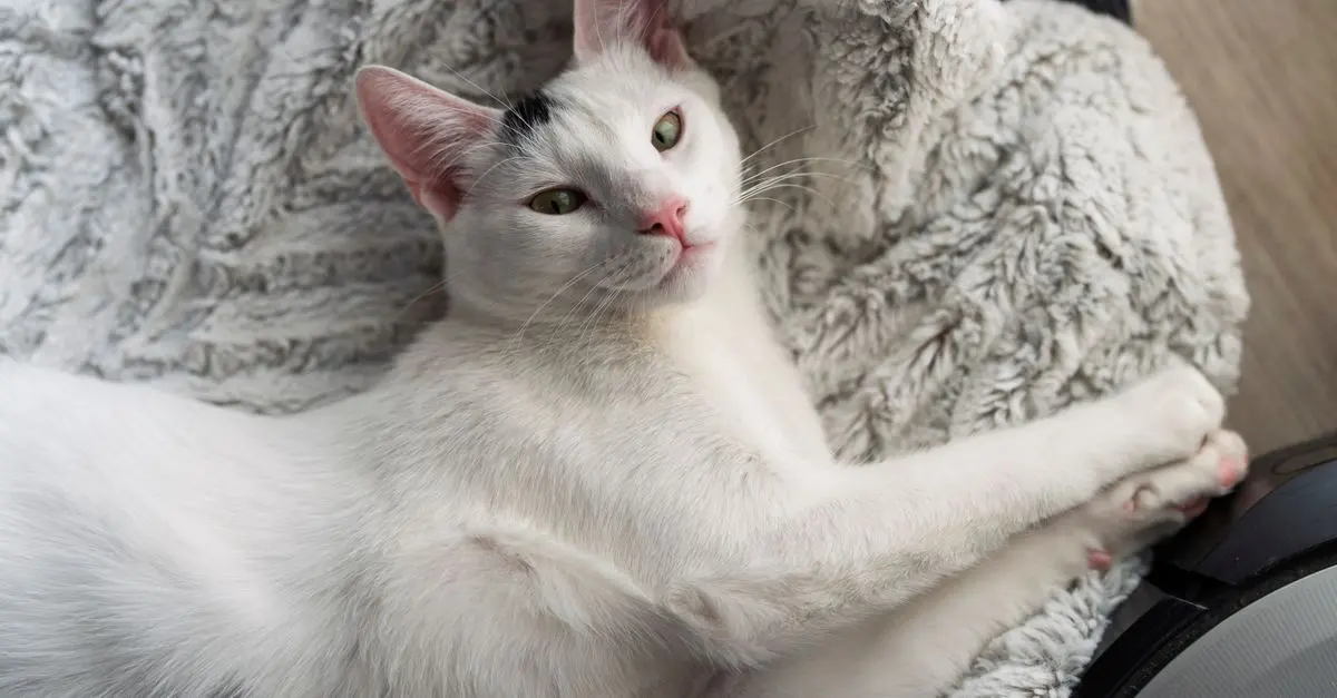 How to Create an Interactive Pet Zone for Maximum Fun