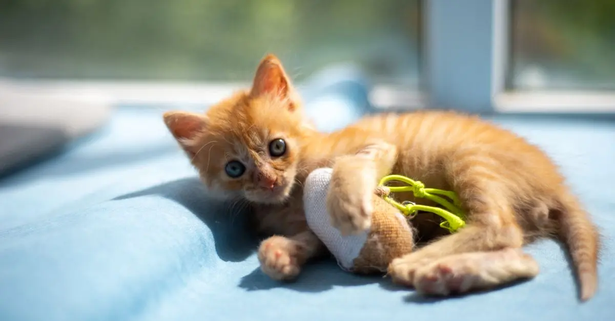 How to Build a Safe Pet Zone for Your Home