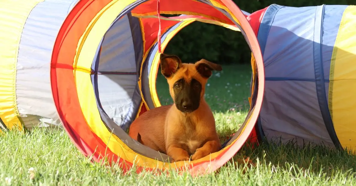How to Create a Safe Outdoor Pet Zone for Your Dogs and Cats