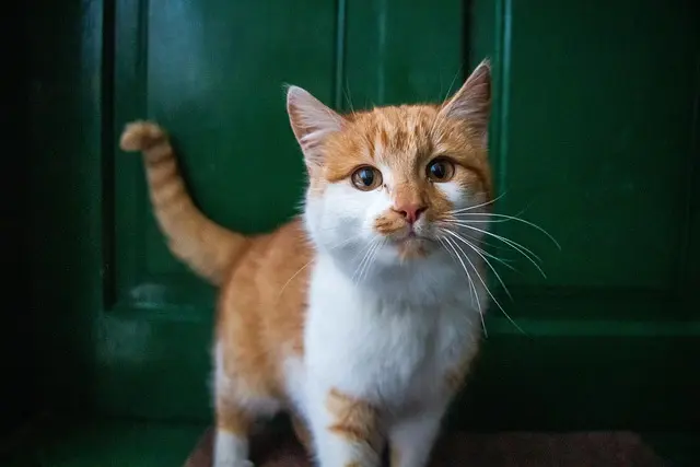 The Essential Guide to Creating a Pet Zone for Your Cats