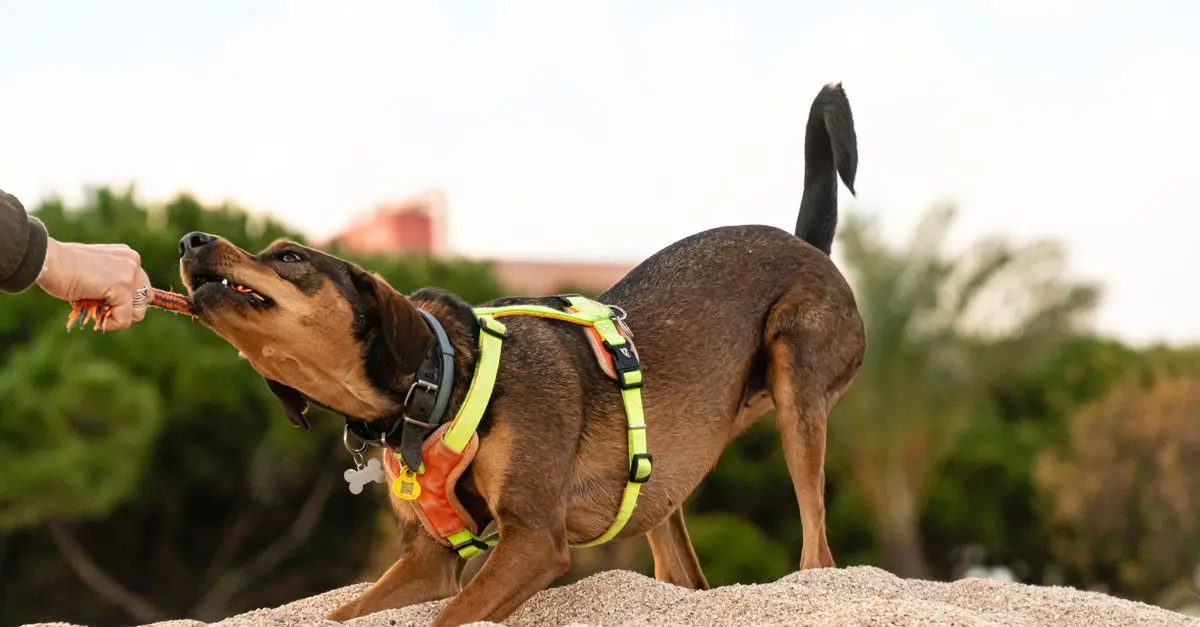 How to Create an Interactive Pet Zone for Maximum Fun