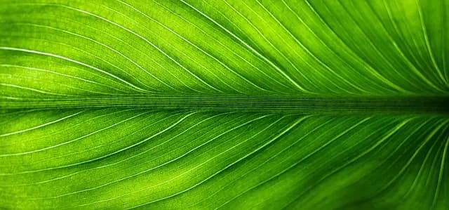 How to Create an Eco-Friendly Pet Zone at Home