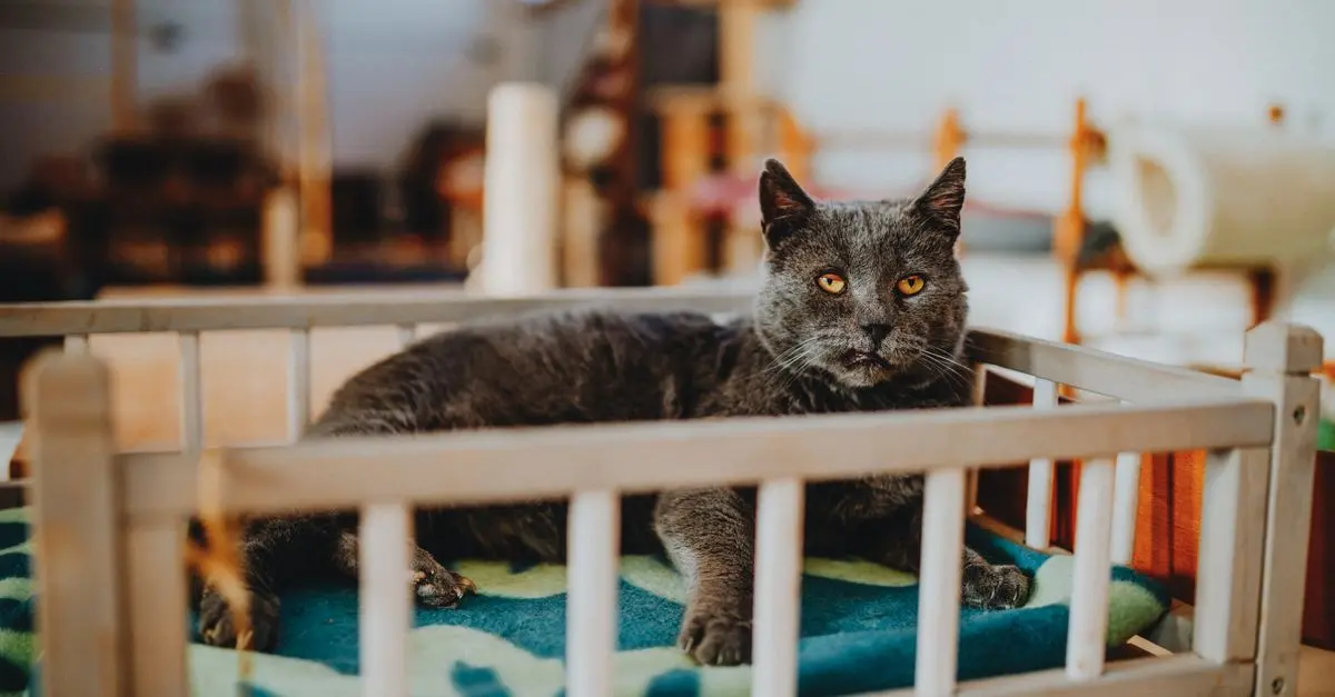Essential Tips for Maintaining a Clean Pet Zone at Home