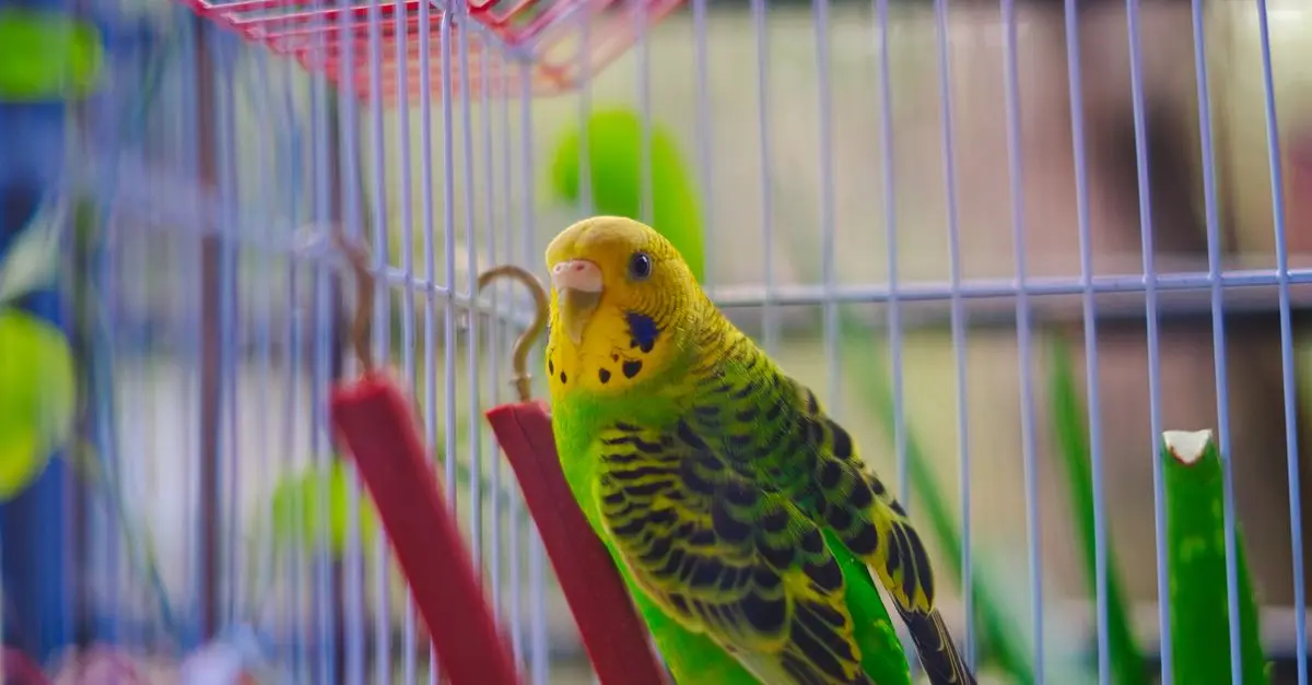 The Best Bird Cage Options for Your Feathered Friend