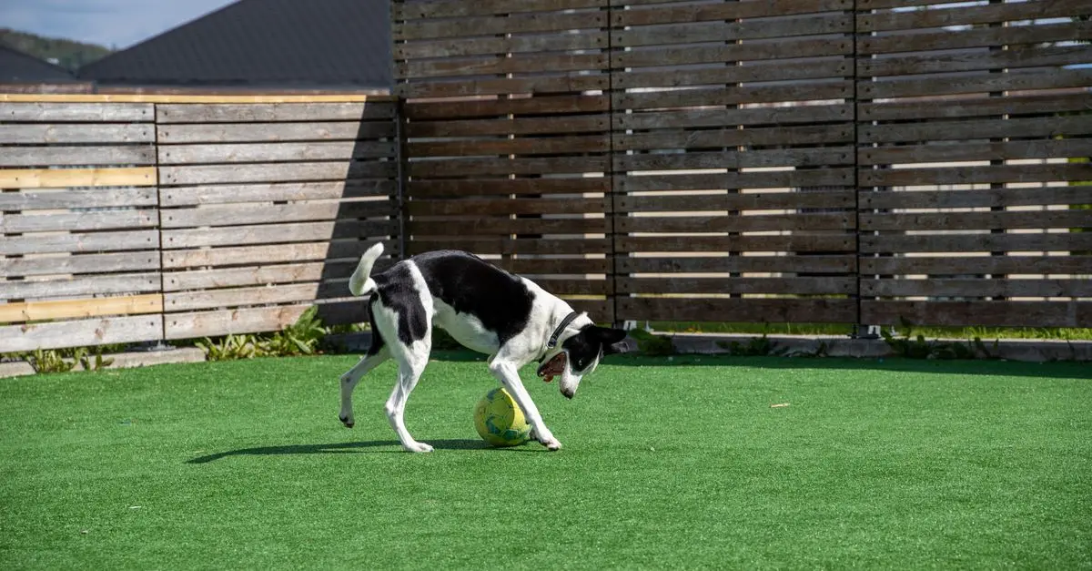 Top 10 Must-Have Features for a Safe Pet Zone