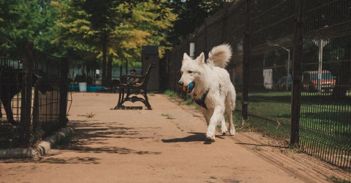 Top 10 Essential Features for a Safe Pet Zone