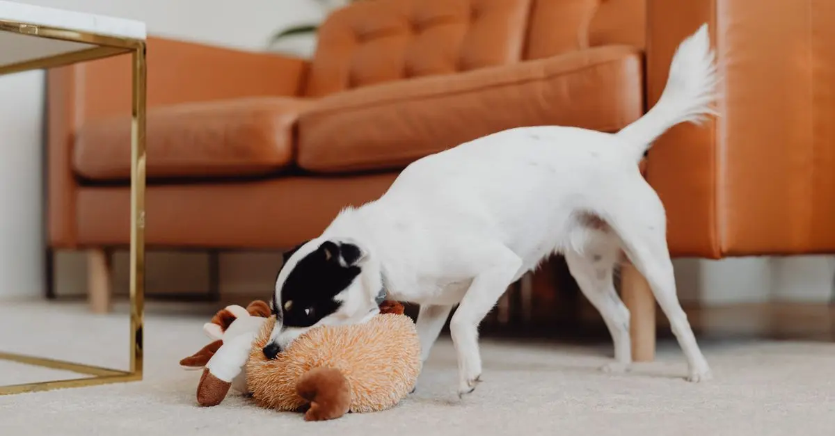 How to Optimize Your Pet Zone for Health and Happiness