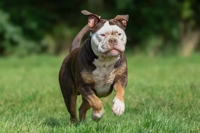 The Essential Guide to Creating a Fun Pet Zone