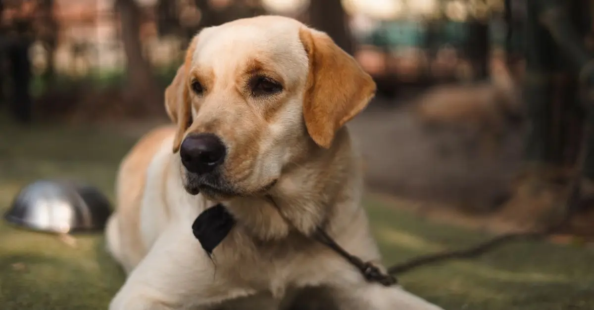 Pet Adoption: How to Choose the Right Shelter or Breeder