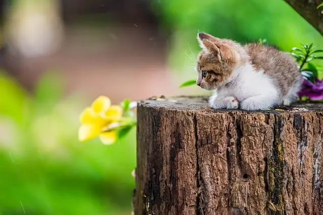 The Best Pet Zone Accessories for Every Type of Pet