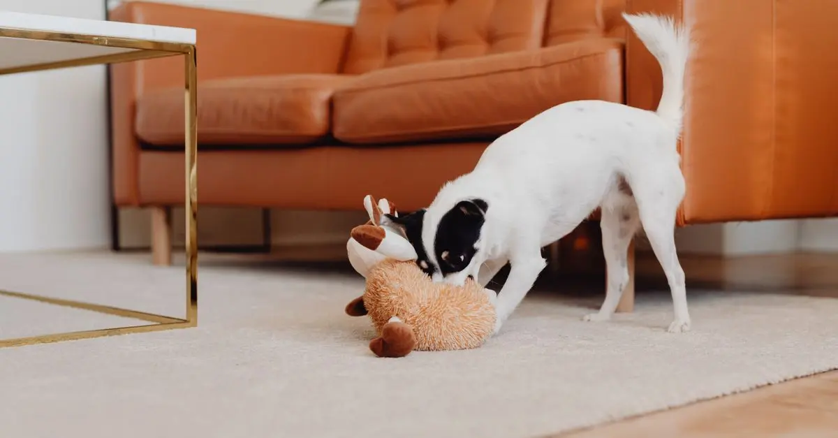 How to Create the Best Pet Zone in Your Home