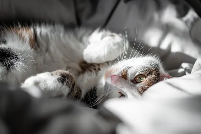 Essential Features for Building the Ideal Pet Zone