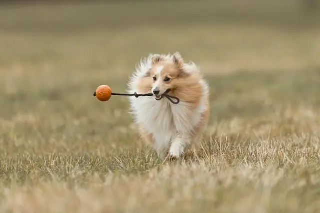 7 Essential Features Every Engaging Pet Zone Should Have