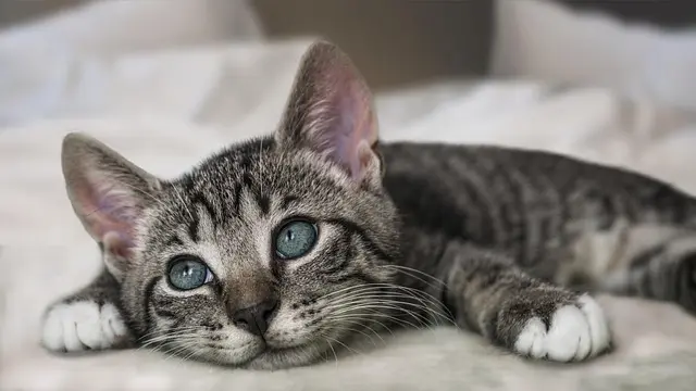 How to Create a Pet Zone for Maximum Safety and Fun