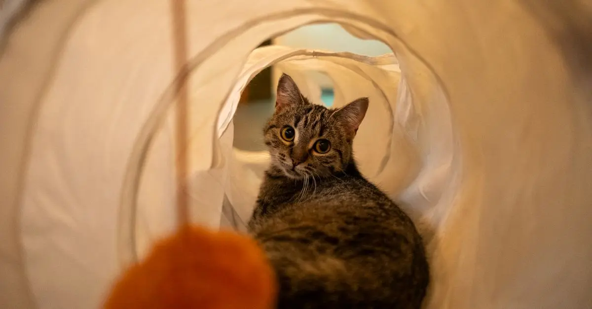 10 Creative Ideas for Your Pet Zone Design