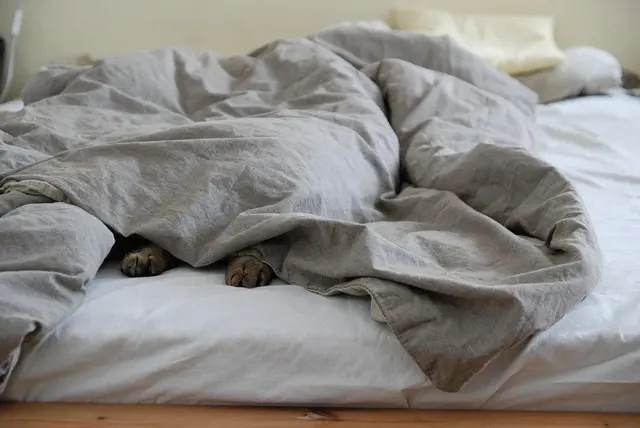 How to Create a Cozy Pet Zone for Your Furry Friends