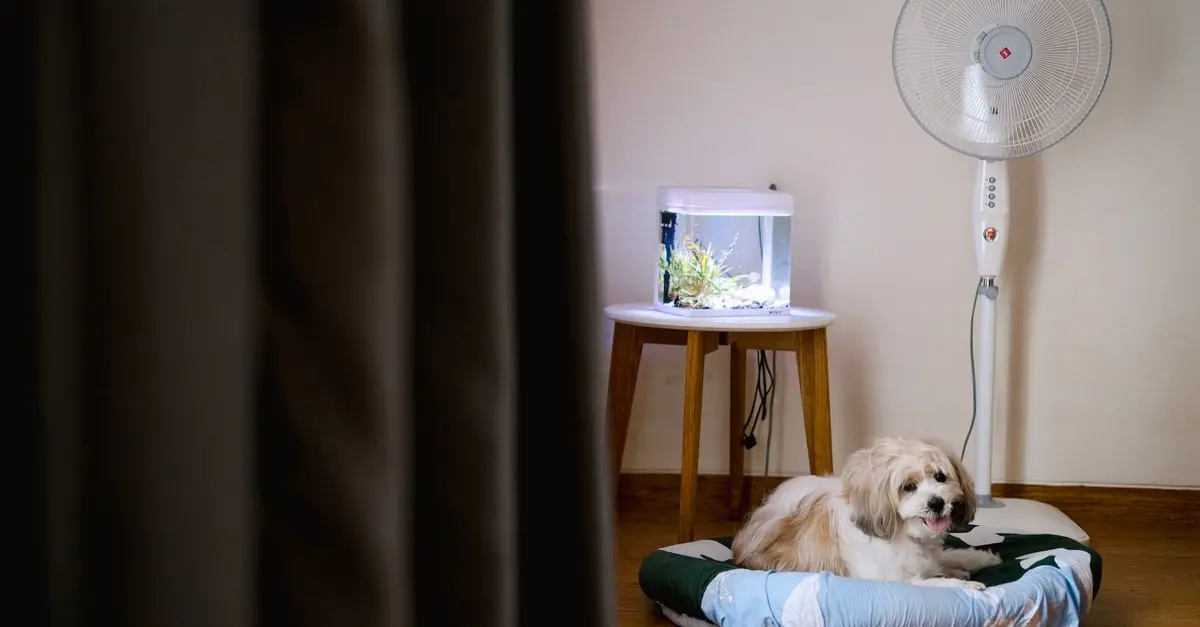 Creating the Perfect Pet Zone: Tips for Your Home