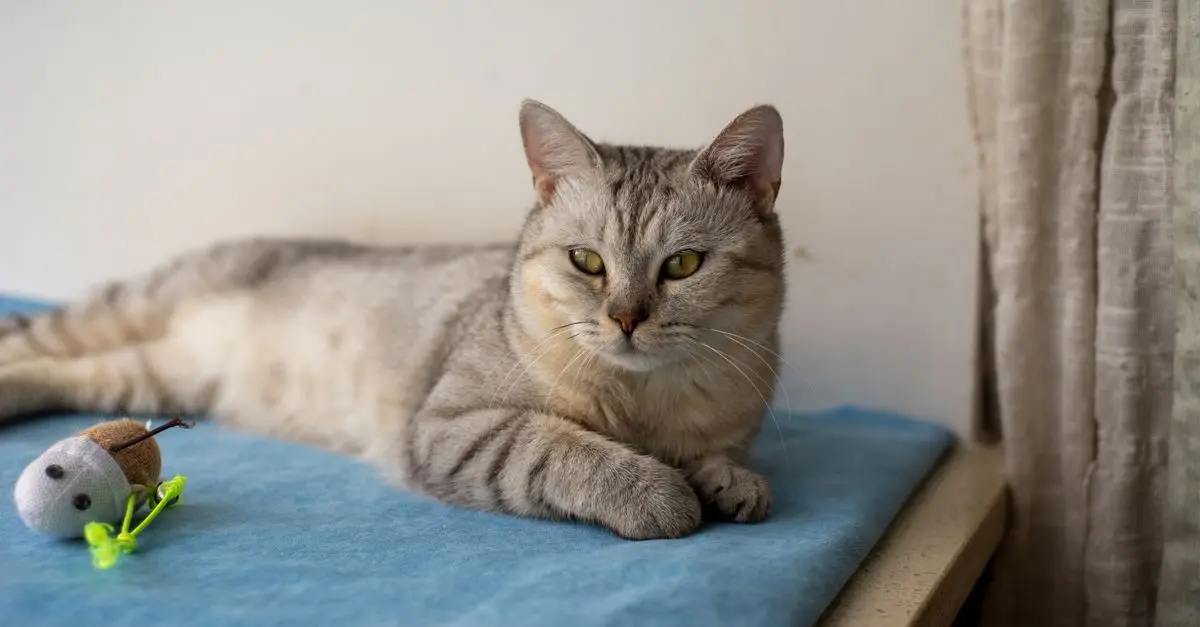 Creating the Best Pet Zone for Your Cats and Dogs