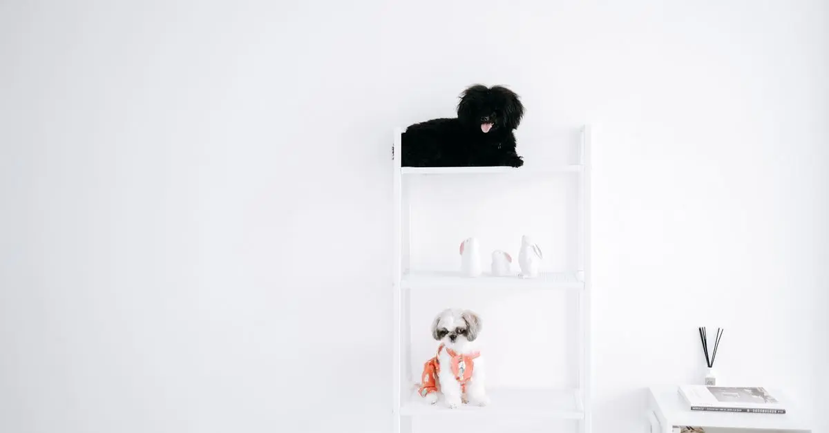 Top Tips for Enhancing Your Pet Zone Experience