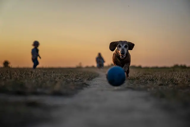 Top 10 Pet Zone Safety Features Every Owner Should Consider