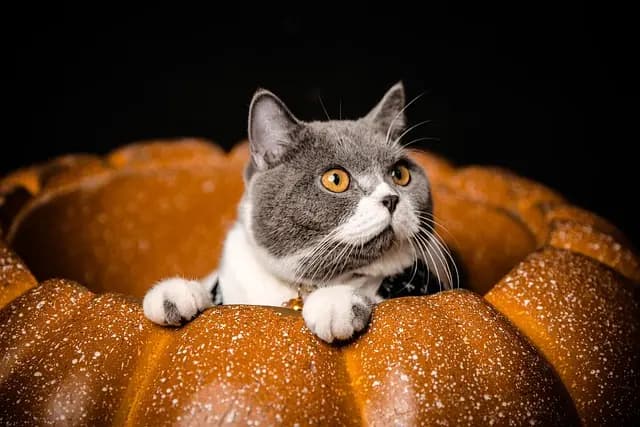 10 Essentials for Creating an Engaging Pet Zone at Home