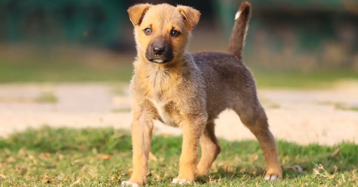 Socializing Your Puppy: A Step-by-Step Guide