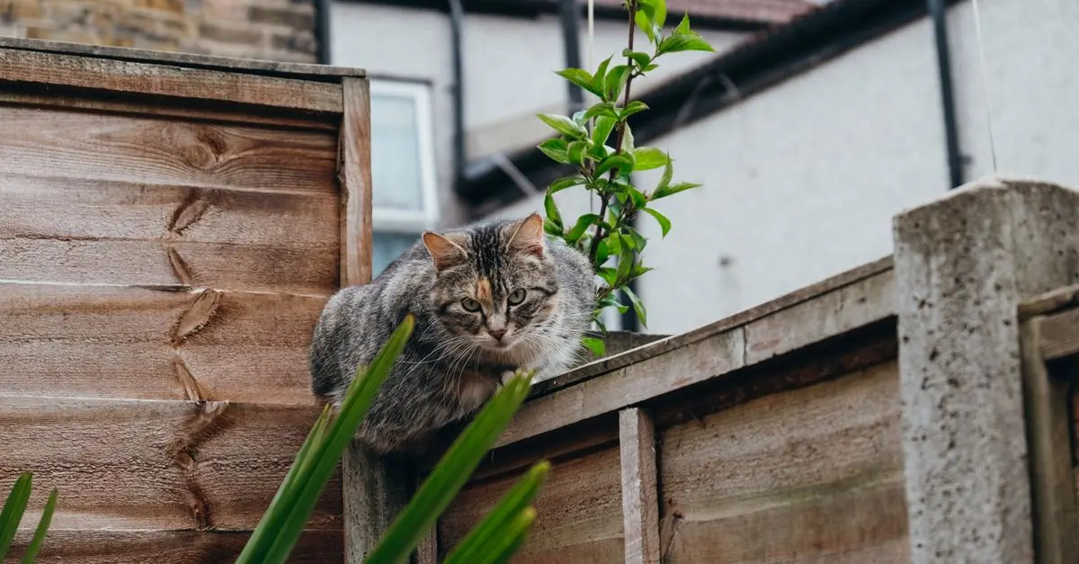 10 Essential Features for a Safe Pet Zone at Home